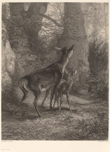 Doe ja Fawn tekijältä Karl Bodmer