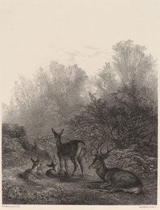 Hirvi lepäämässä tekijältä Karl Bodmer