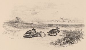 Wild Ducks. tekijältä Karl Bodmer