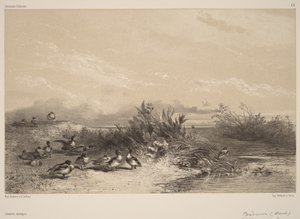 Villisorsat tekijältä Karl Bodmer