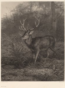 Cerf Dix-Cors. tekijältä Karl Bodmer