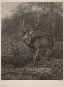 Kymmenisarvinen hirvi tekijältä Karl Bodmer