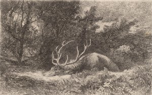 Deer a la Reposee. tekijältä Karl Bodmer