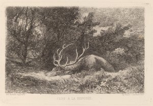 Deer a la Reposee tekijältä Karl Bodmer