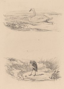 Joutsen, haikara. tekijältä Karl Bodmer