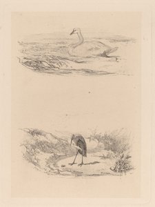 joutsen, haikara tekijältä Karl Bodmer