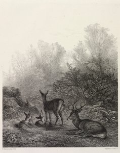 Hirvi levossa tekijältä Karl Bodmer
