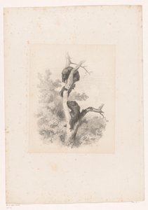 Kolme karhua puussa Maisemat eläinten kanssa (sarjan nimi) tekijältä Karl Bodmer