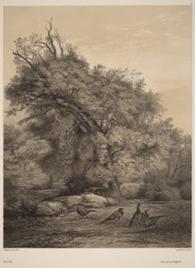Fasaaneja tekijältä Karl Bodmer