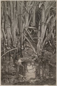 Sammakoita suolla tekijältä Karl Bodmer