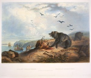 Harmaakarhun metsästys
