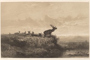 Aamu. Hirvi ja hindut. tekijältä Karl Bodmer