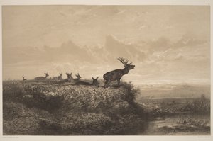 Aamu. Saksanhirvi ja naaraat tekijältä Karl Bodmer