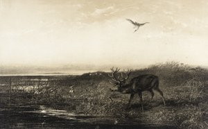 Ilta: hirvi ja haikarat tekijältä Karl Bodmer