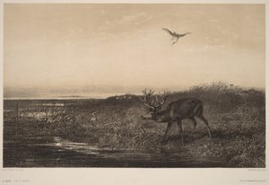 Le Soir.  Hirvi ja haikarat tekijältä Karl Bodmer
