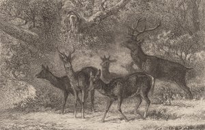 Lauma. tekijältä Karl Bodmer