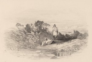 Kaksi haikaroita. tekijältä Karl Bodmer