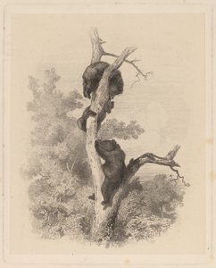 Les Ours (The Bears)finlandès tekijältä Karl Bodmer