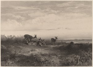 Peura tekijältä Karl Bodmer