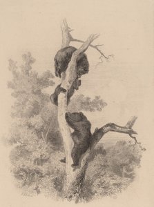 Karhut. tekijältä Karl Bodmer