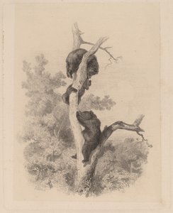 Karhut tekijältä Karl Bodmer