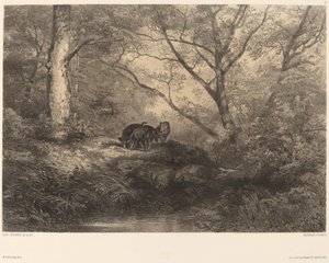 Marcassinit tekijältä Karl Bodmer