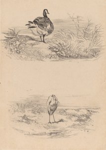 Voi, Heron. tekijältä Karl Bodmer