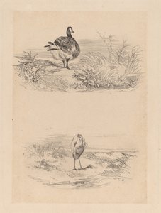 Voi, Heron tekijältä Karl Bodmer
