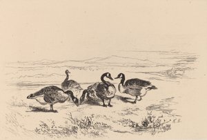 Valkoinen hanhet. tekijältä Karl Bodmer