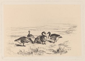 valkoherkkuhanhet tekijältä Karl Bodmer