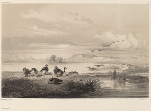 Villihanhet. tekijältä Karl Bodmer