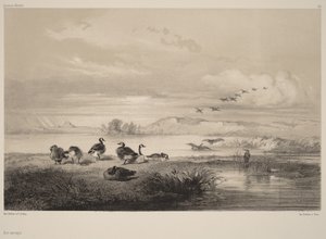 Villihanhet tekijältä Karl Bodmer
