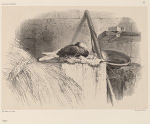Kyyhkynen. tekijältä Karl Bodmer