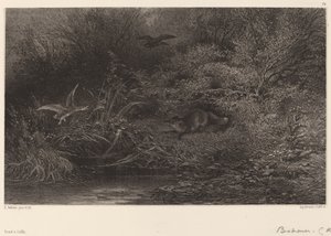 Kettu vaanimassa. tekijältä Karl Bodmer