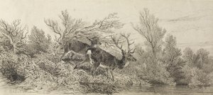 Saksanhirvi metsässä tekijältä Karl Bodmer
