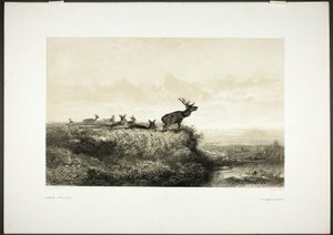 Aamulla: Hirvet ja naaraat tekijältä Karl Bodmer