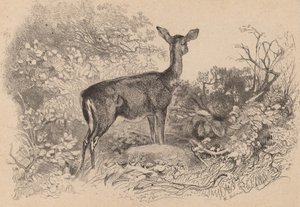Kukko. tekijältä Karl Bodmer