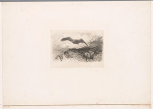 lentävä kotka Maisemat eläinten kanssa (sarjan nimi) tekijältä Karl Bodmer