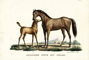Arabihevonen linnun kanssa, 1824 tekijältä Karl Joseph Brodtmann