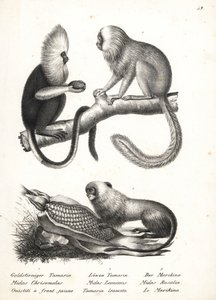 Buffy-head marmoset, Callithrix flaviceps (uhanalainen) 1 ja kultaleijona tamariini, Leontopithecus rosalia (uhanalainen) 2,3. Karl Joseph Brodtmannin litografia Heinrich Rudolf Schinzin kuvitetusta ihmisten ja eläinten luonnonhistoriasta tekijältä Karl Joseph Brodtmann