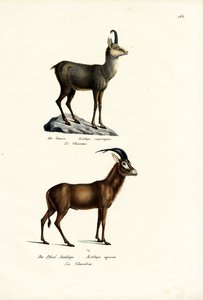 Säämiskä, 1824 tekijältä Karl Joseph Brodtmann