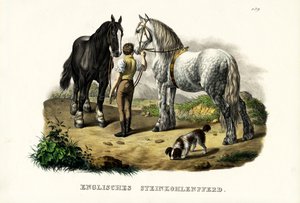 Englantilainen Pit Horse, 1824 tekijältä Karl Joseph Brodtmann