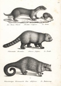 Pienin lumikko, Mustela nivalis 1, punainen panda, Ailurus fulgens 2, haavoittuvainen ja karhukukka, Arctictis binturong 3, haavoittuva. Karl Joseph Brodtmannin litografia Heinrich Rudolf Schinzin kuvitetusta ihmisten ja eläinten luonnonhistoriasta tekijältä Karl Joseph Brodtmann