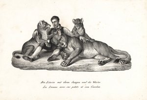 Leijona ja pennut kouluttajan kanssa, Panthera leo. Karl Joseph Brodtmannin litografia Heinrich Rudolf Schinzin kuvitetusta ihmisten ja eläinten luonnonhistoriasta tekijältä Karl Joseph Brodtmann