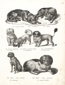 Lurcher tai matin koira, Canis laniarius, bichon, espanjakoira, chow chow, mopsikoira, Canis fricator ja villakoira tai vesimetsästyskoira, Canis aquaticus. Karl Joseph Brodtmannin litografia Heinrich Rudolf Schinzin kuvitetusta ihmisten ja eläimen luonnon tekijältä Karl Joseph Brodtmann