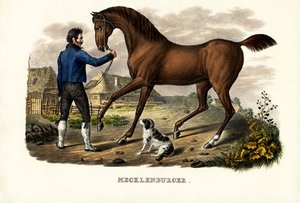 Mecklenburger Horse, 1824 tekijältä Karl Joseph Brodtmann