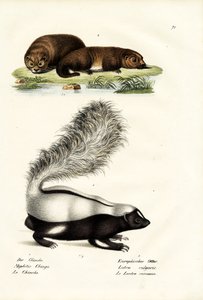 Molinan sikanukkahaisu, 1824 tekijältä Karl Joseph Brodtmann