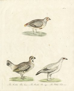 Partridge and Ptarmigan (painettu)