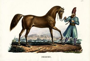 Persian hevonen, 1824