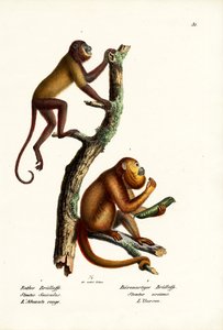 Red Howler Monkeys, 1824 tekijältä Karl Joseph Brodtmann
